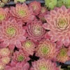 'Peggy' Hens & Chicks 1 'Peggy' Hens & Chicks -Great Garden Plants sempervivum peggy 1 P