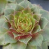 'Red Rubin' Hens & Chicks -Great Garden Plants sempervivum red rubin 1