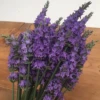 Sensational!® Lavender -Great Garden Plants sensational lavender