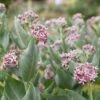 Showy Milkweed -Great Garden Plants showy milkweed 1