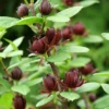 Simply Scentsational® Sweetshrub 2 Simply Scentsational® Sweetshrub -Great Garden Plants simply scentastional calycanthus sweetshrub 2