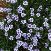 'Lucerne' Blue-Eyed Grass