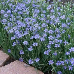 'Lucerne' Blue-Eyed Grass 7 'Lucerne' Blue-Eyed Grass -Great Garden Plants sisyrinchium lucerne 3