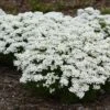 Snowsation™ Evergreen Candytuft (Iberis)