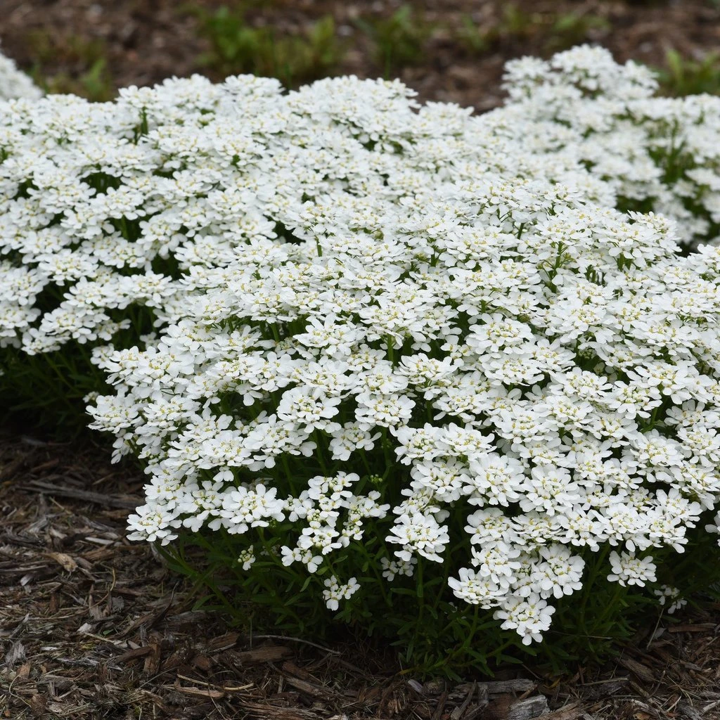 Snowsation™ Evergreen Candytuft (Iberis) 3 Snowsation™ Evergreen Candytuft (Iberis)