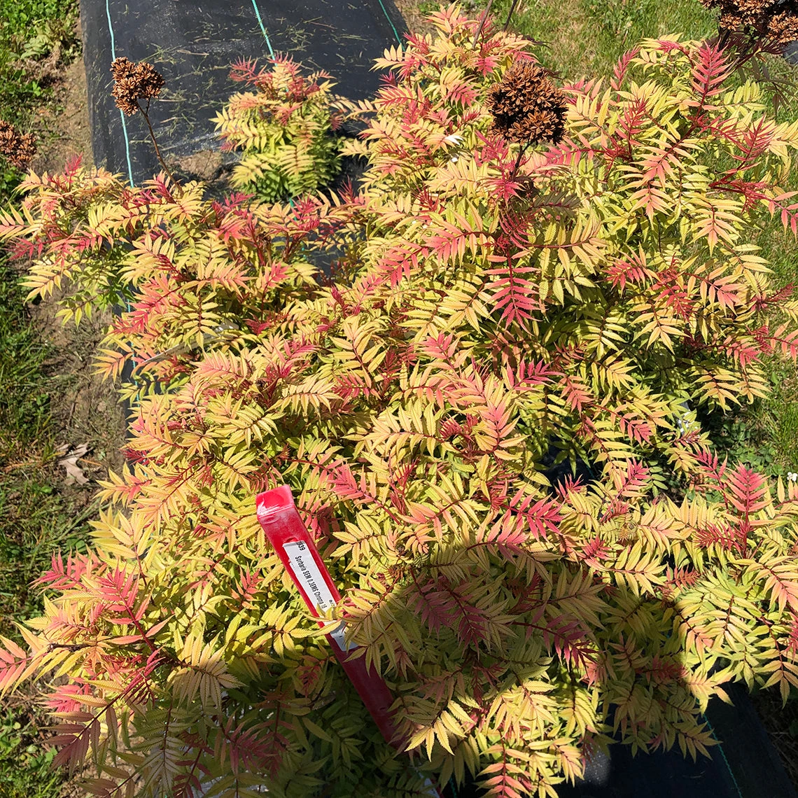 Mr. Mustard™ False Spirea 4 Mr. Mustard™ False Spirea - Image 2