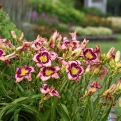 Rainbow Rhythm® 'Sound Of My Heart' Daylily -Great Garden Plants sound of my heart daylily 1