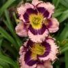 Rainbow Rhythm® 'Sound Of My Heart' Daylily -Great Garden Plants sound of my heart daylily 2
