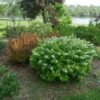 Glow Girl® Birchleaf Spirea -Great Garden Plants spiraea betulifolia glow girl 1 sw