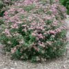 Double Play® Artisan® Spirea -Great Garden Plants spiraea double play artisan 1 sw