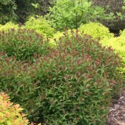 Double Play® Artisan® Spirea 8 Double Play® Artisan® Spirea -Great Garden Plants spiraea double play artisan 3 sw