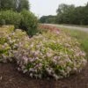Double Play Big Bang® Spirea -Great Garden Plants spiraea double play big bang 1 sw
