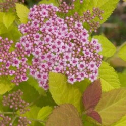 Double Play Big Bang® Spirea -Great Garden Plants spiraea double play big bang 3 sw