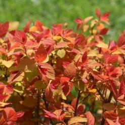Double Play Big Bang® Spirea -Great Garden Plants spiraea double play big bang 4 sw