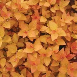 Double Play® Candy Corn® Spirea 9 Double Play® Candy Corn® Spirea -Great Garden Plants spiraea double play candy corn 3 sw