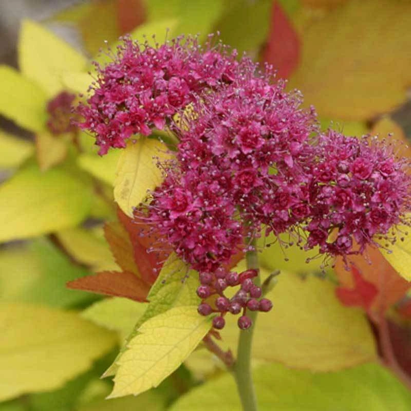 Double Play® Candy Corn® Spirea 6 Double Play® Candy Corn® Spirea - Image 4