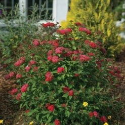 Double Play Doozie® Reblooming Spirea 9 Double Play Doozie® Reblooming Spirea -Great Garden Plants spiraea double play doozie 3 sw