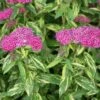 Double Play® Painted Lady® Spirea -Great Garden Plants spiraea double play painted lady 1 sw