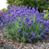 Sweet Romance® Lavender 2 Sweet Romance® Lavender -Great Garden Plants sweet romance lavandula 1