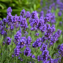 Sweet Romance® Lavender -Great Garden Plants sweet romance lavandula 2