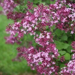 Bloomerang® Dark Purple Reblooming Lilac 10 Bloomerang® Dark Purple Reblooming Lilac -Great Garden Plants syringa bloomerang dark purple 1 d73cfa69 06cc 4d20 84e4 d400f67ff85a sw