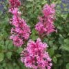 Bloomerang® Dwarf Pink Reblooming Lilac -Great Garden Plants syringa bloomerang dwarf pink lilac 1 ca3fc799 919c 4a33 a461 56b08962e108 sw