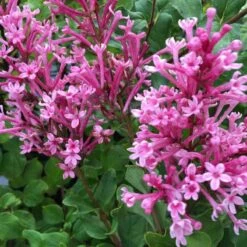 Bloomerang® Dwarf Pink Reblooming Lilac -Great Garden Plants syringa bloomerang dwarf pink lilac 2 7df6e95e de0a 42c8 a75d a6461498ac63 sw