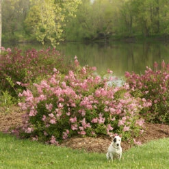 Scent And Sensibility™ Pink Lilac -Great Garden Plants syringa scent sensibility pink 1