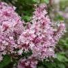Scent And Sensibility™ Pink Lilac -Great Garden Plants syringa scent sensibility pink 2
