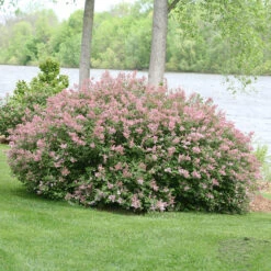 Scent And Sensibility™ Pink Lilac -Great Garden Plants syringa scent sensibility pink 3
