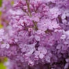Scentara Pura® Lilac -Great Garden Plants syringa scentara pura 2