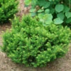 Stonehenge Dark Druid® Yew 2 Stonehenge Dark Druid® Yew -Great Garden Plants taxus stonehenge dark druid yew 1