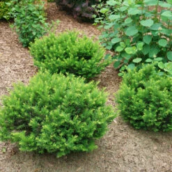Stonehenge Dark Druid® Yew -Great Garden Plants taxus stonehenge dark druid yew 2