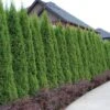 'Emerald Green' Arborvitae (aka 'Smaragd') -Great Garden Plants thuja emerald arborvitae 1 sw