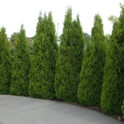 'Emerald Green' Arborvitae (aka 'Smaragd') 14 'Emerald Green' Arborvitae (aka 'Smaragd') -Great Garden Plants thuja emerald arborvitae 5 sw