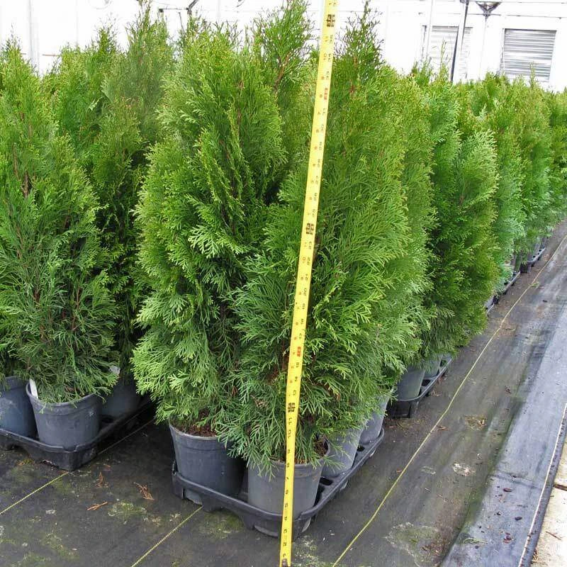 'Emerald Green' Arborvitae (aka 'Smaragd') 8 'Emerald Green' Arborvitae (aka 'Smaragd') - Image 6