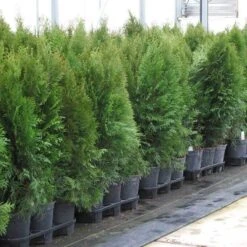 'Emerald Green' Arborvitae (aka 'Smaragd') 16 'Emerald Green' Arborvitae (aka 'Smaragd') -Great Garden Plants thuja emerald arborvitae 7 sw