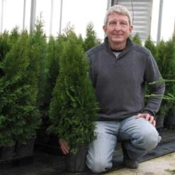 'Emerald Green' Arborvitae (aka 'Smaragd') 17 'Emerald Green' Arborvitae (aka 'Smaragd') -Great Garden Plants thuja emerald arborvitae 8 sw