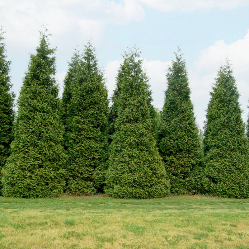 'Green Giant' Arborvitae/Thuja 4 'Green Giant' Arborvitae/Thuja - Image 2