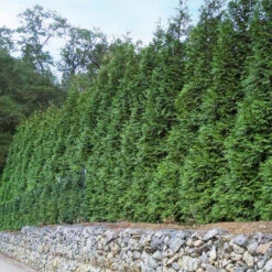 'Green Giant' Arborvitae/Thuja 14 'Green Giant' Arborvitae/Thuja -Great Garden Plants thuja green giant 6copy2