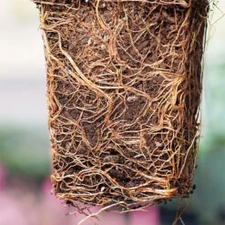 'Green Giant' Arborvitae/Thuja 12 'Green Giant' Arborvitae/Thuja -Great Garden Plants thuja green giant P1063707 1 copy