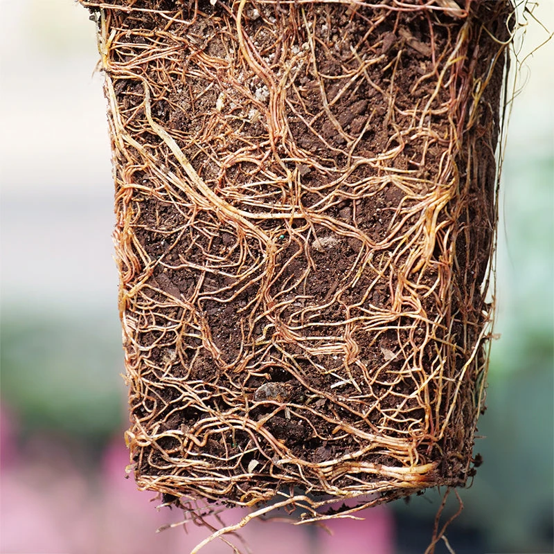 'Green Giant' Arborvitae/Thuja 6 'Green Giant' Arborvitae/Thuja - Image 4
