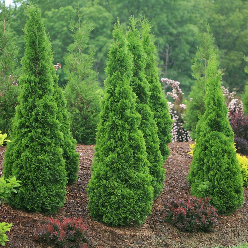 North Pole® Arborvitae 3 North Pole® Arborvitae