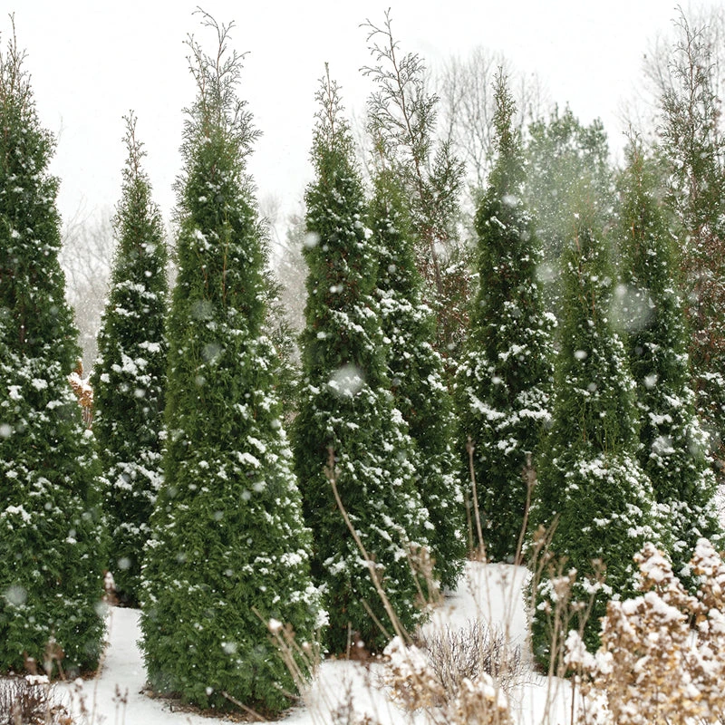 North Pole® Arborvitae 4 North Pole® Arborvitae - Image 2