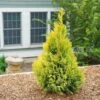 Fluffy® Arborvitae -Great Garden Plants thuja plicata fluffy 1 sw