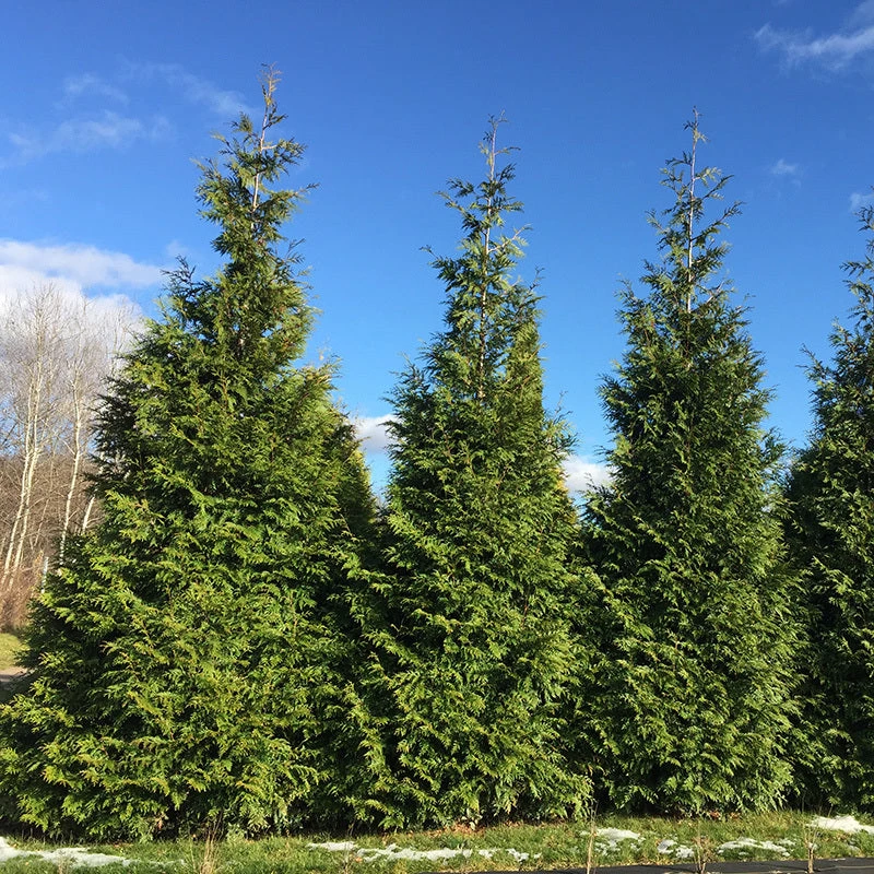 Spring Grove® Western Arborvitae 3 Spring Grove® Western Arborvitae