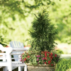 Spring Grove® Western Arborvitae 9 Spring Grove® Western Arborvitae -Great Garden Plants thuja plicata spring grove 3