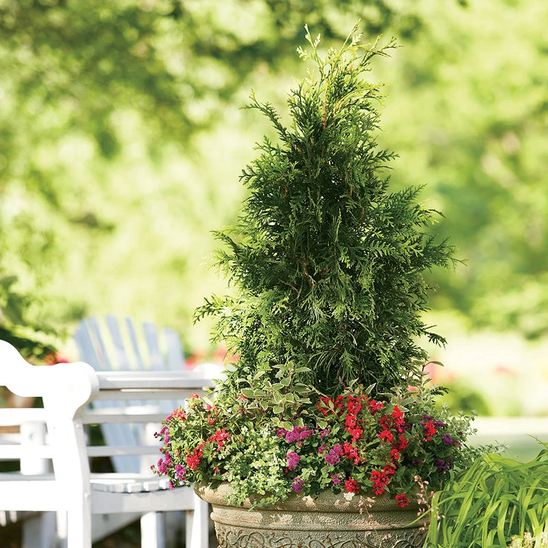 Spring Grove® Western Arborvitae 5 Spring Grove® Western Arborvitae - Image 3