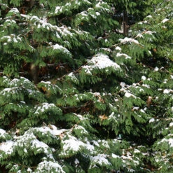 Spring Grove® Western Arborvitae 10 Spring Grove® Western Arborvitae -Great Garden Plants thuja plicata spring grove 4