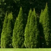'Hetz Wintergreen' Arborvitae 2 'Hetz Wintergreen' Arborvitae -Great Garden Plants thuja wintergreen arborvitae 12 800x800 6434ccb